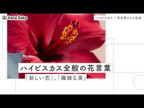 ハイビスカス 花言葉 Youtube