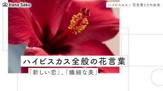 ハイビスカスの花言葉 色別の意味や花名の由来など 怖い意味も Hanasaku