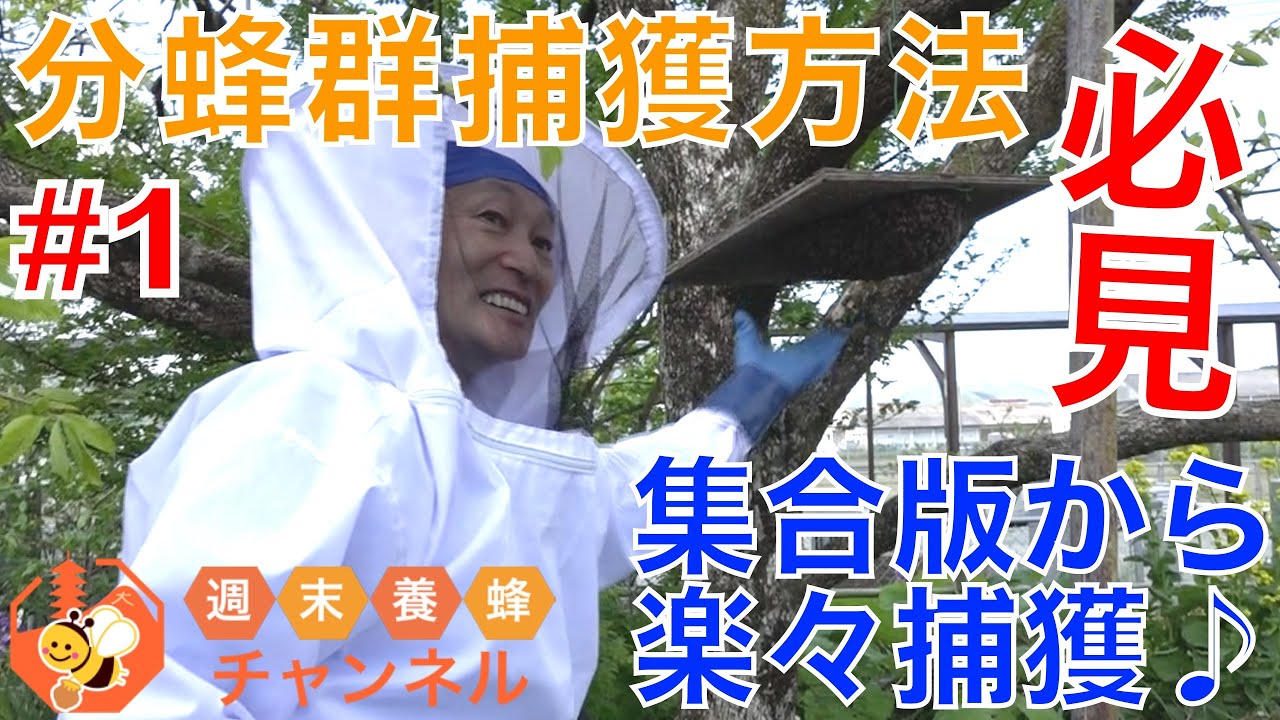 日本みつばち分蜂群捕獲用 丸洞 木製円筒形 51DG27CdD3L._AC_UY1000_.jpg
