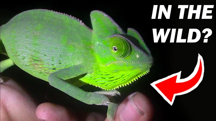 WILD Chameleons Are INVADING Florida? - The Veiled Chameleon