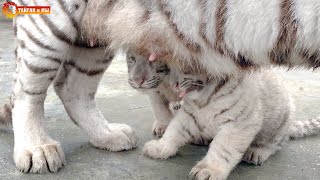 УДИВИТЕЛЬНО! Тигрица кормит тигрят! Тайган. White tiger. Beautiful mother with cubs!