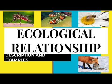 WHAT ARE THE DIFFERENT TYPES OF ECOLOGICAL RELATIONSHIP? | DESCRIPTION,  EXAMPLES  PRACTICE TEST |
