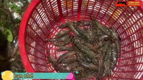 Sổ Vuông Bắt Tôm Cua Cá KHỦNG Ban Đêm Năm Căn Cà Mau Cùng | Thống Nhất Mobile