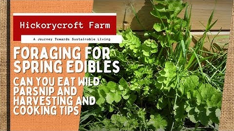 Foraging For Spring Edibles | Can You Eat Wild Parsnip And Harvesting And Cooking Tips