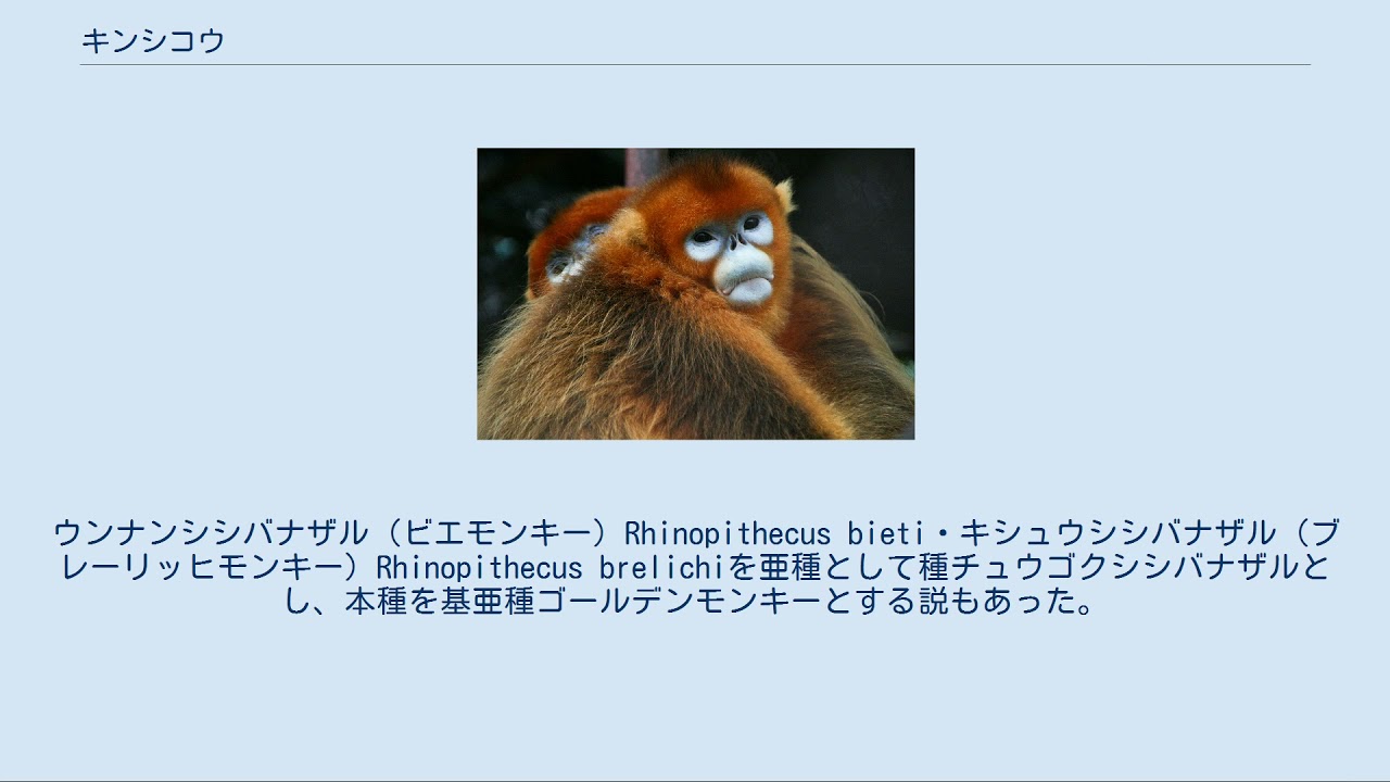 キンシコウ Youtube