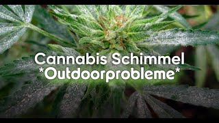 Schimmel beim Outdoorgrow! Ich zeige euch die Ergebnisse einer Noternte der Banana Purple Punch Auto