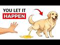 How to Train Your Dog to Use the Right Spot for Bathroom Needs