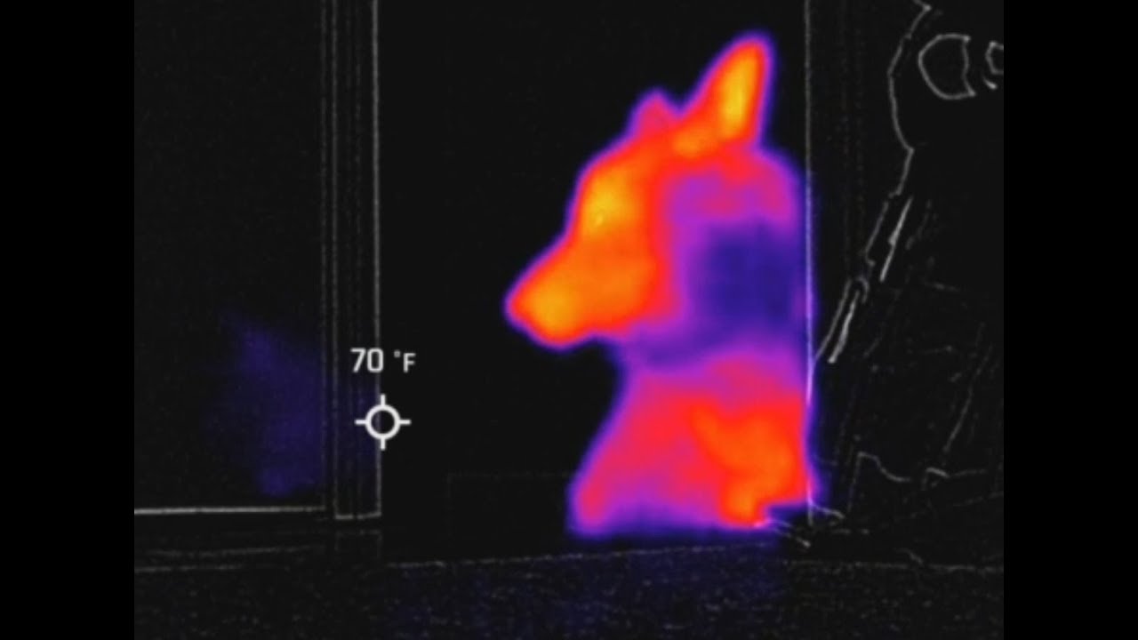 Parrot Anafi Thermal Overview (good and bad)