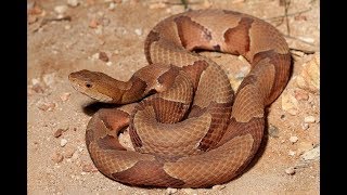 The Snake Song (+13)