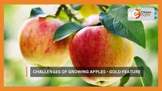 | Kenya's Gold | Challenges of growing apples - Gold feature