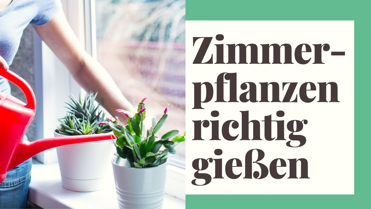 Zimmerpflanzen richtig gießen So machen Sie es richtig YouTube
