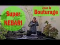 Bouturage technique pour obtenir des nebari exceptionnels