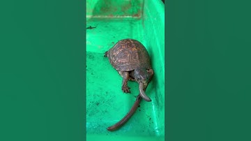 Splinter Loves Treat’s Day 😍🪱 #animalplanet #discovery #easternboxturtle  #shorts #shortsvideo