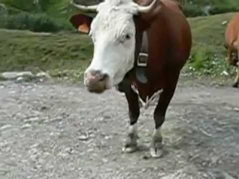 Katlacatkins in the Alps - Electric Fence