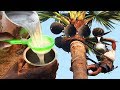 Juice of Toddy Palm in rice farm | Amazing Asian Palmyra Palm Wine | THATI KALLU for Health | Neera