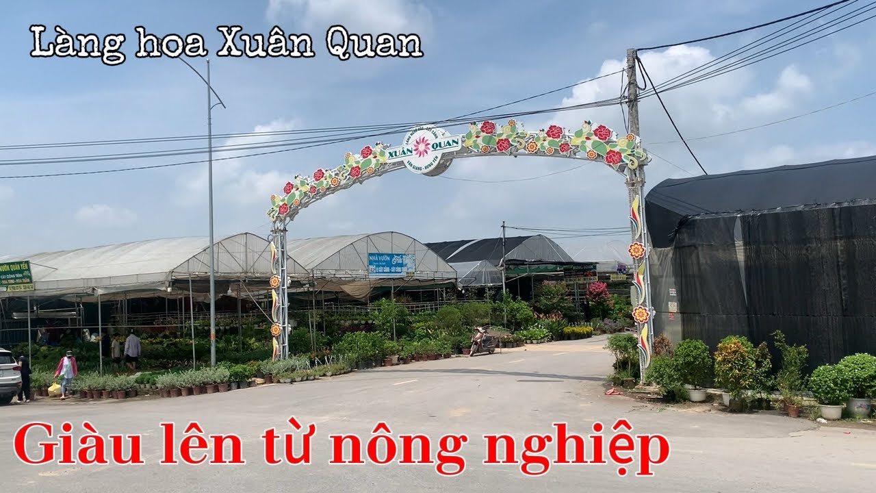 Làng hoa Xuân Quan Văn Giang vừa giàu vừa đẹp từ nông nghiệp | Hồi phục sau đợt mưa lũ lịch sử