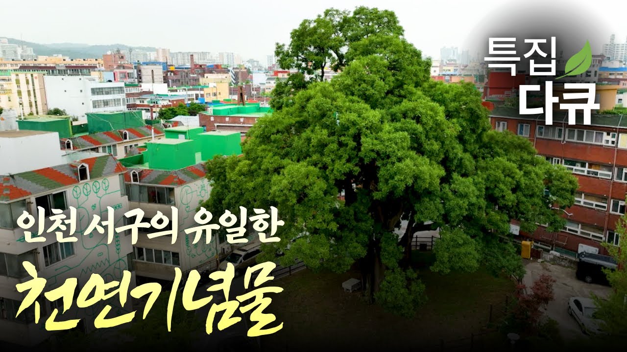 500년을 바라보다, 신현동 회화나무 | 숏다큐멘터리