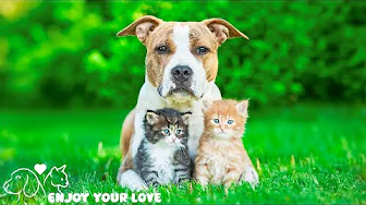 Relax Your Dog TV - 1 Hours of Relaxing TV for Dogs at The Babbling Brook ✅