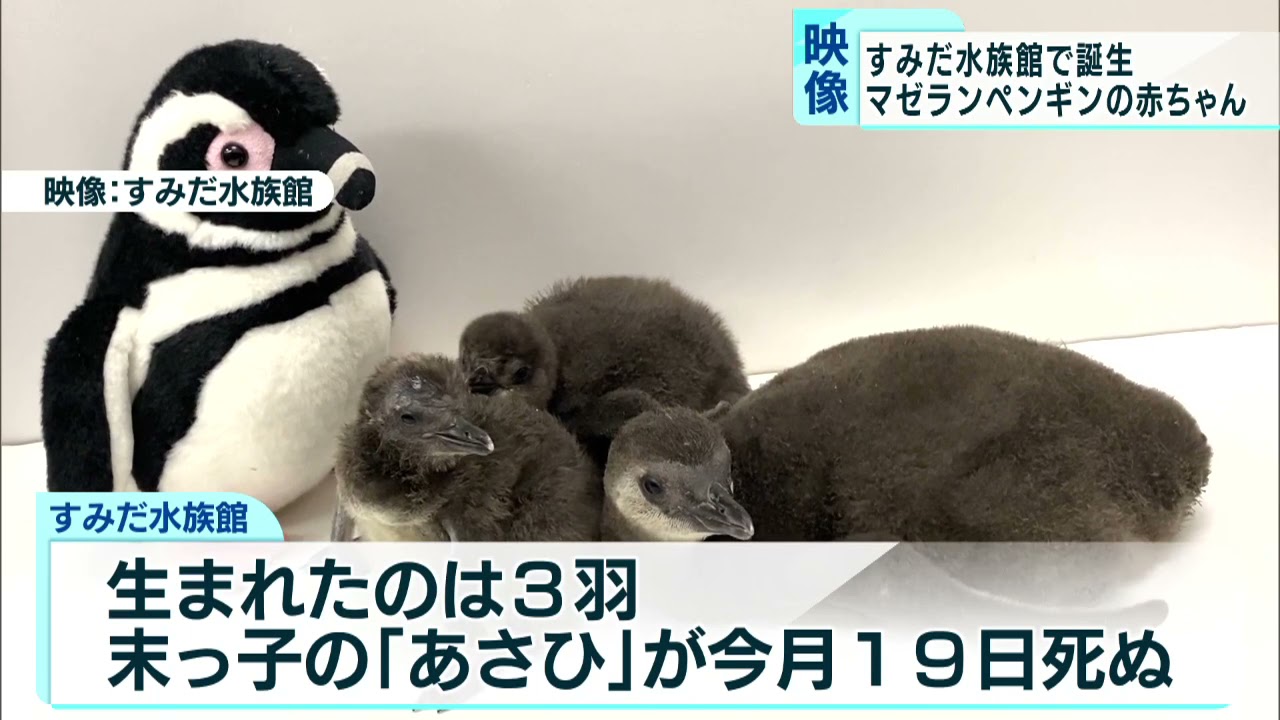 すみだ水族館 マゼランペンギンの赤ちゃんが誕生 Youtube