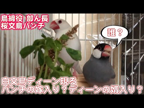 白文鳥ディーン現る！パンチに待望の婿が来た？　javasparrow　【桜文鳥パンチの暮らし】