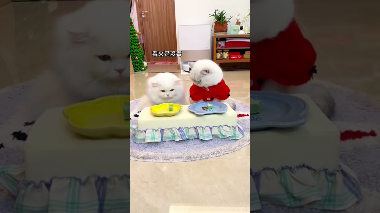 Kitten Concentration Test   Who Emerges as the Ultimate Winner  