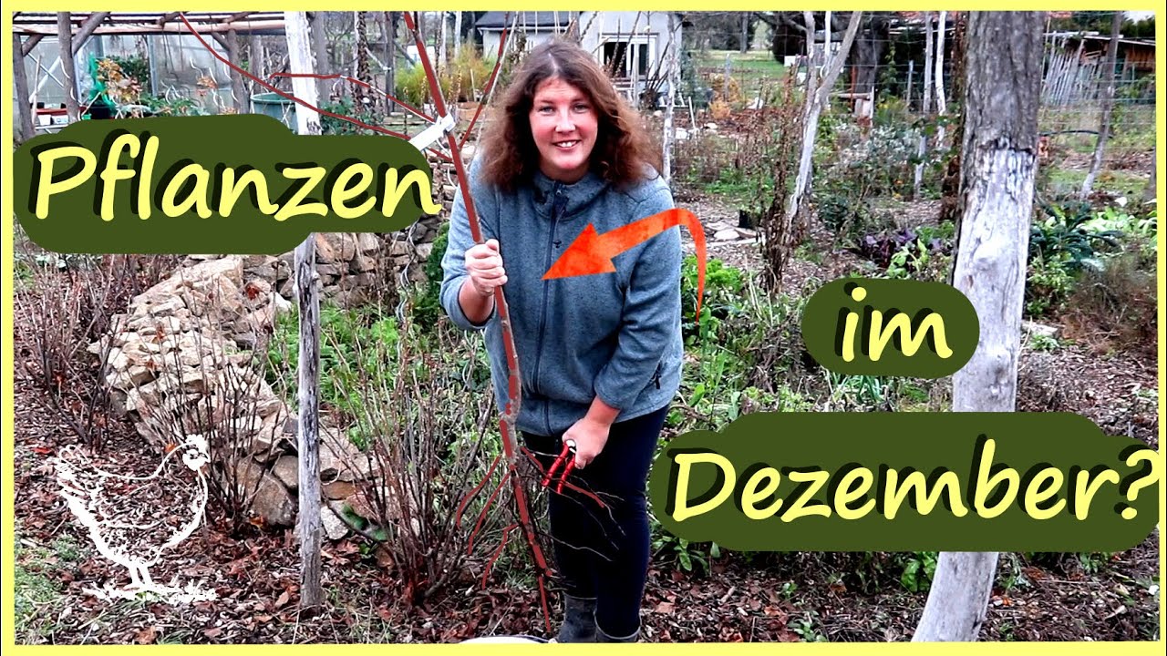Was kann man im Dezember noch pflanzen? │ Bäume Sträucher Stauden YouTube