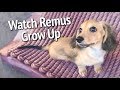 One Year with Remus the Dachshund (1 second every day)