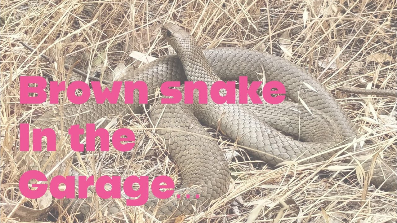 Brown snake in the garage! Tips and advice. 