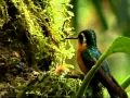 hummingbird feeding her chicks, Monteverde - Costa Rica
