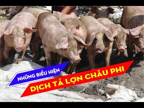 Video: Hoan Hô! Nhắc Lại Chuyện Nhai Tai Lợn Do Có Thể Bị Nhiễm Khuẩn Salmonella