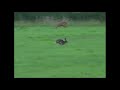 European hare - Haas (Lepus europaeus) - slow motion running