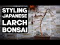 How to make bonsai from japanese larch