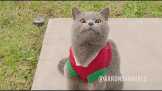 Christmas Carol Cats - Aarons Animals