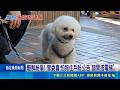 社區住戶"怕狗"槓飼主 竟朝繫繩狗揮傘激動咆哮 鄰居要求"狗須抱著"爆衝突 飼主委屈:牽繩還被嗆 難解紛爭! 管委會:怕狗住戶盼公告"錯開搭電梯"｜三立新聞LIVE