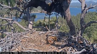 Jackie's visit to the nest, two twigs on SDS FOBBV CAM Big Bear Bald Eagle Live Nest\/Wide View Cams