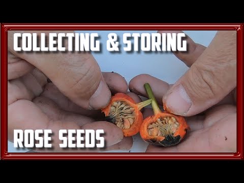 Video: Rožu sēklu novākšana: kā iegūt sēklas no rozēm