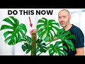 Set Up Your Monstera For Success