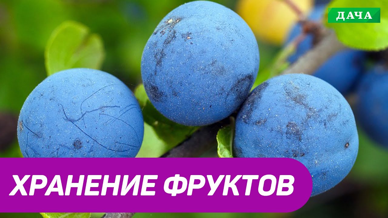 Правила хранения фруктового урожая. Чем обработать урожай перед сбором ...