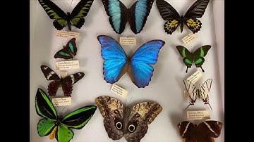 How to Start Your Own Bug Collection