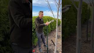 It’s a great time to plant trees but it’s important to have them stay up. Here’s how I stake them!