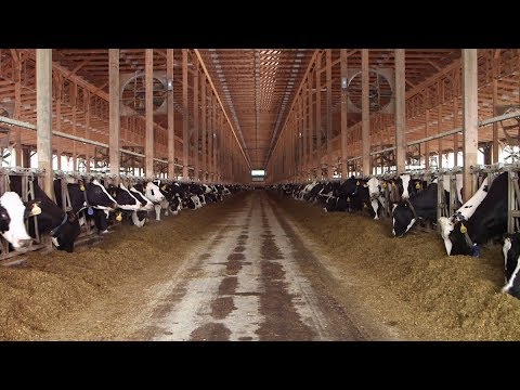 Explainer: Trump sours on Canada's sheltered dairy system