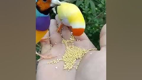 سورة الاعلى والغاشيه بصوت القارئ المغربي هشام الهراز