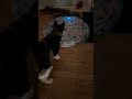Cats vs. Cat Toys: The Calico Wins Every Time #cattoys #cat