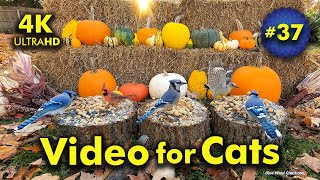 4K TV For Cats | Hay There! | Bird and Squirrel Watching | Video 37 by Blue Wind Creations 84,715 views 5 months ago 3 hours, 8 minutes