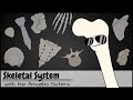 Unveiling The Wonders Of The Human Skeletal System