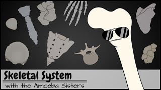 Skeletal System screenshot 5
