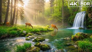 Beautiful Calming Music 🌿 Relaxing Music for Anxiety Relief & Deep Sleep
