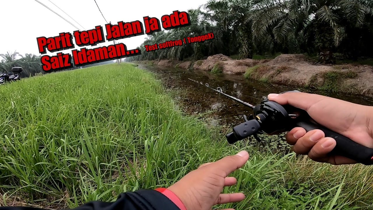 Parit tepi jalan ja ada Haruan Saiz Idaman_casting ikan haruan or