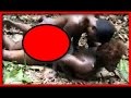 KARO Tribe- Civilisation Forgotten Tribe The Isolated Tribes Of The Amazon Rainforest,People in