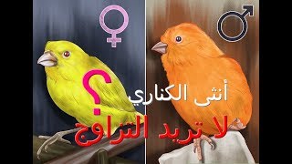 أسباب رفض أنثى الكناري التزاوج